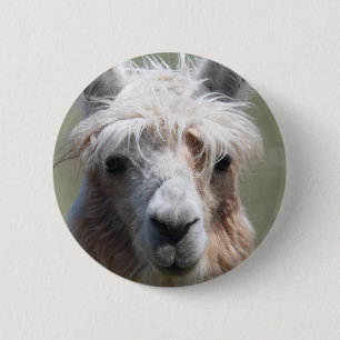 Llama Knapp