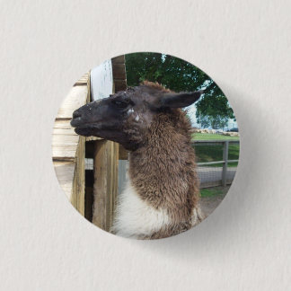 Llama Knapp