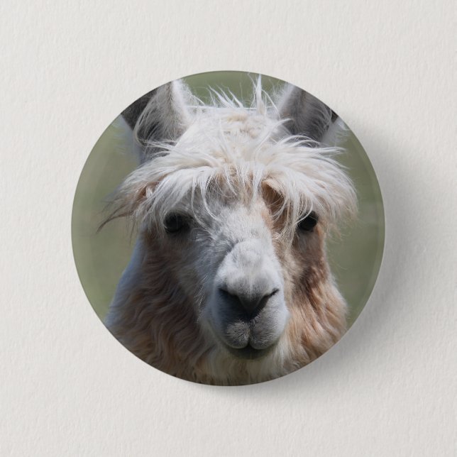 Llama Knapp (Framsida)