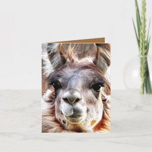 Llama Kort