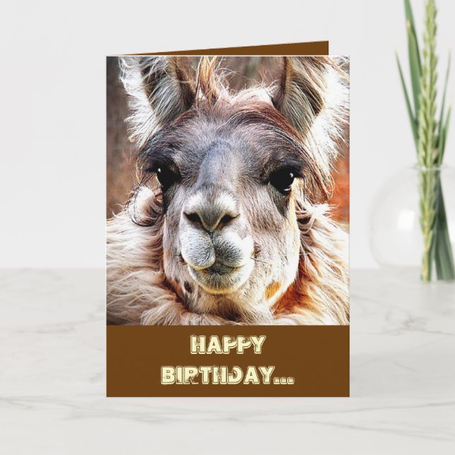 Llama Kort (Framsida)