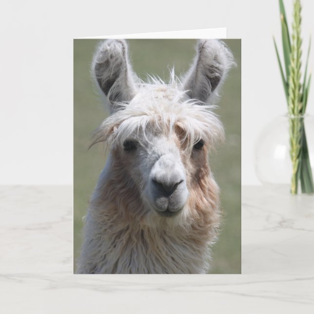 Llama Kort (Framsida)