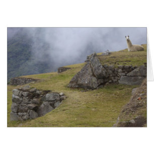 Llama (Lama glama) bland de Inca-terrasserna vid Hälsningskort