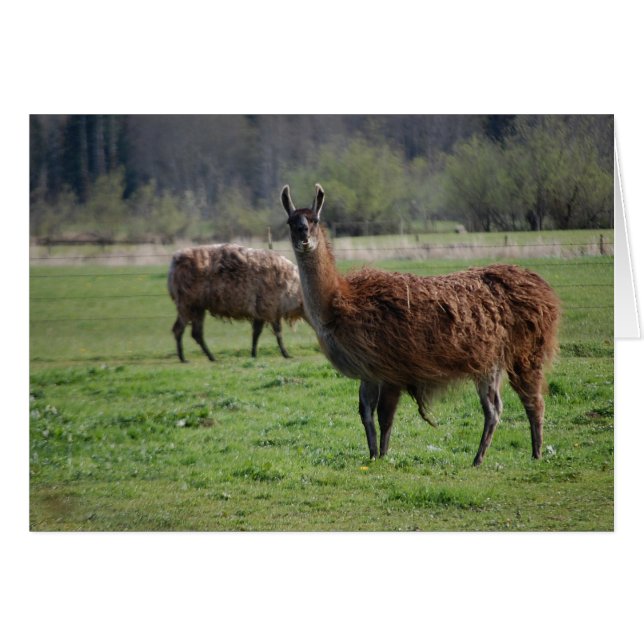 Llama Land-kort Hälsningskort (Framsidan Horizontal)