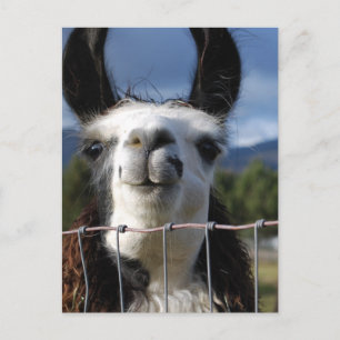 Llama, Llama, Llama i södra Oregon Vykort