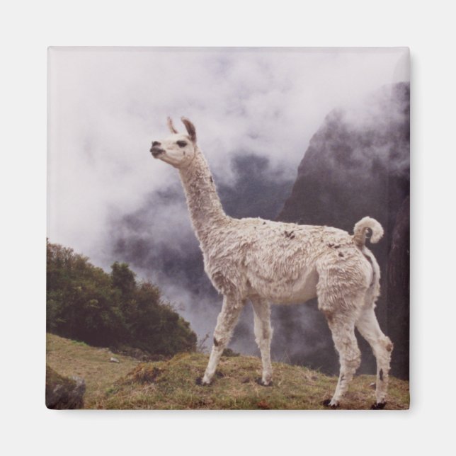 Llama Machu Picchu, Peru Magnet (Framsidan)