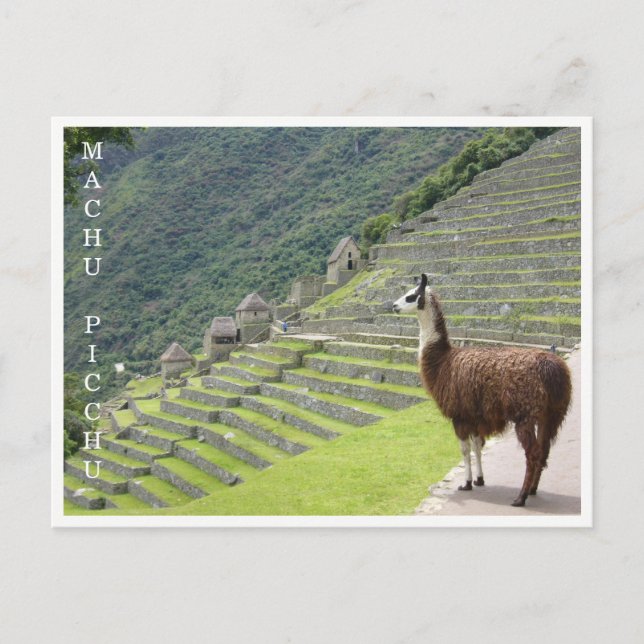 llama machu picchu vykort (Framsida)
