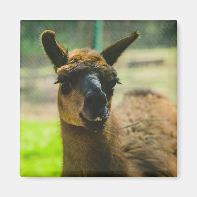 Llama Magnet (Framsidan)