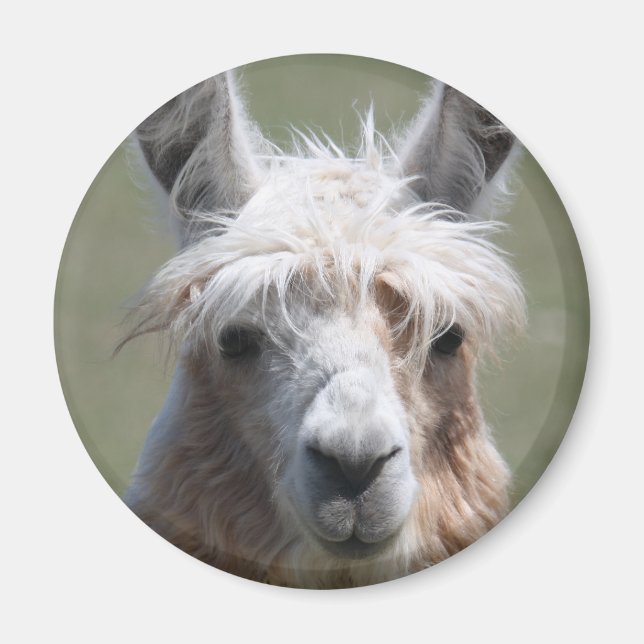 Llama Magnet (Framsidan)