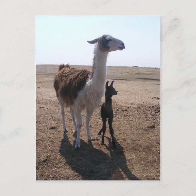 Llama mamma & Cria Vykort (Framsida)