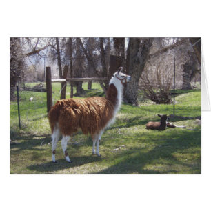 Llama Mamma och Baby Lama Hälsningskort
