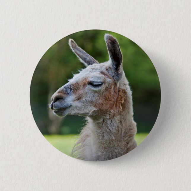 Llama-märke Knapp (Framsida)
