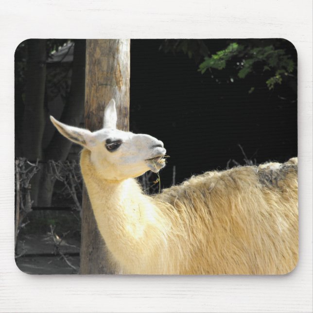 Llama matande musmatta (Framsidan)