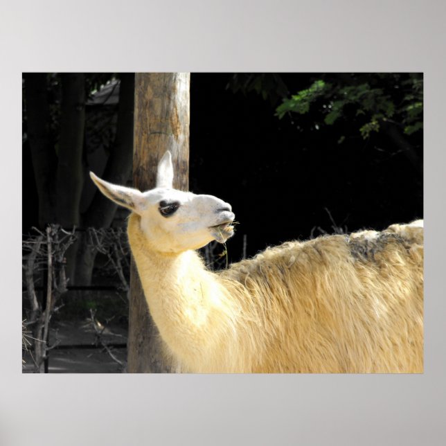 Llama matande poster (Framsidan)