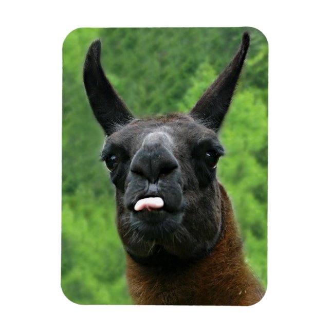 Llama med attityd - Stickning av foto från Tunga Magnet (Vertikal)