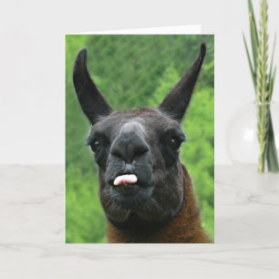 Llama med inställningen - klibba ut tungafotoet kort