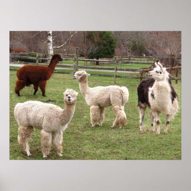 Llama Melange ~ print Poster (Framsidan)