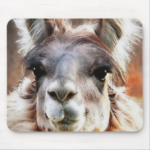 Llama Musmatta