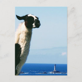 Llama och fyr, Lands End, Cornwall. Vykort