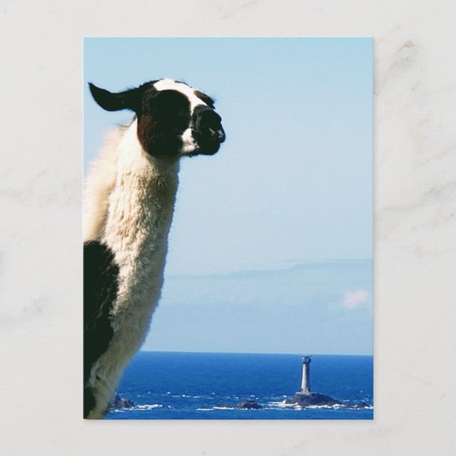 Llama och fyr, Lands End, Cornwall. Vykort (Framsida)