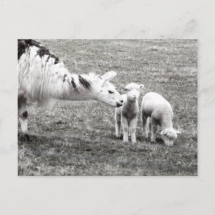 Llama och Lambs Vykort
