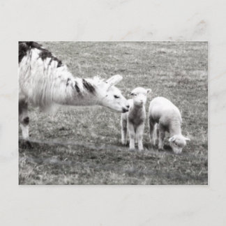 Llama och Lambs Vykort