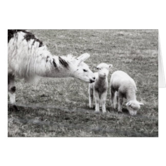 Llama och lamm hälsningskort