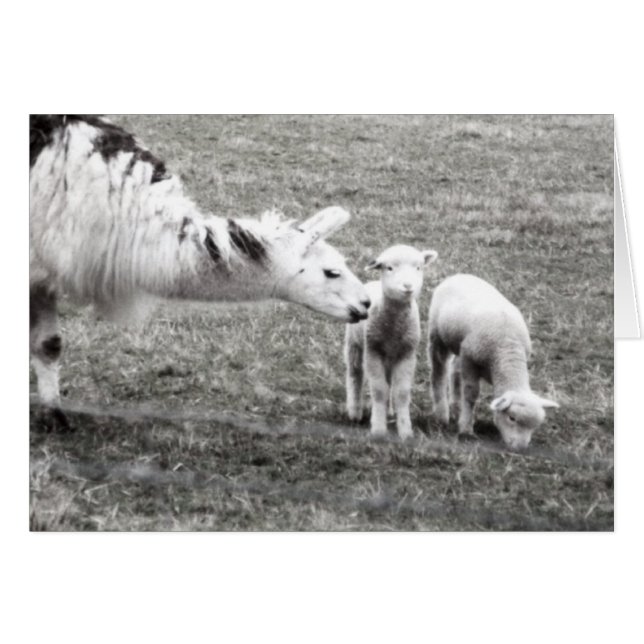 Llama och lamm hälsningskort (Framsidan Horizontal)