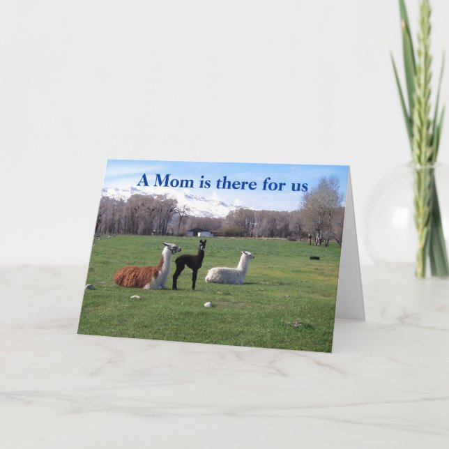 Llama och unga kort (Framsida)