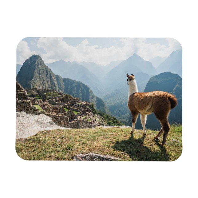 Llama Overlook Ruins | Machu Picchu, Peru Magnet (Horisontell)