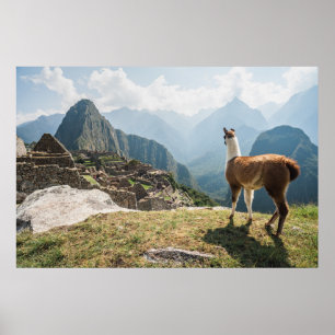 Llama Overlook Ruins   Machu Picchu, Peru Poster
