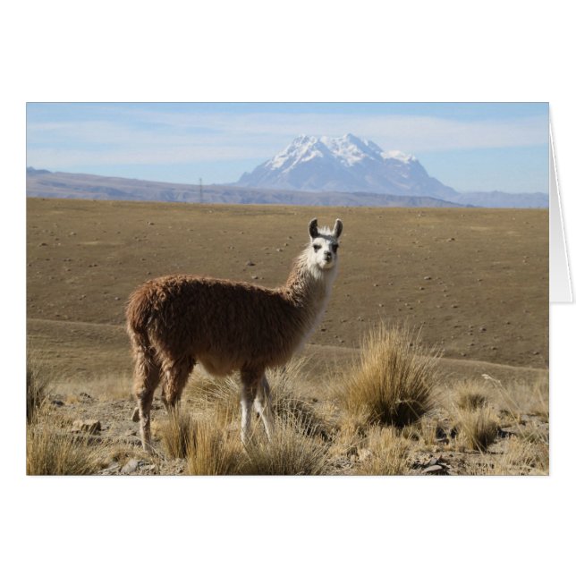 Llama på Illimani Snö Mountain Bolivia-antecknings OBS Kort (Framsidan Horizontal)