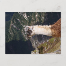Llama på Machu Picchu-vykort Vykort