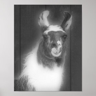 Llama på svarta och vita djur poster