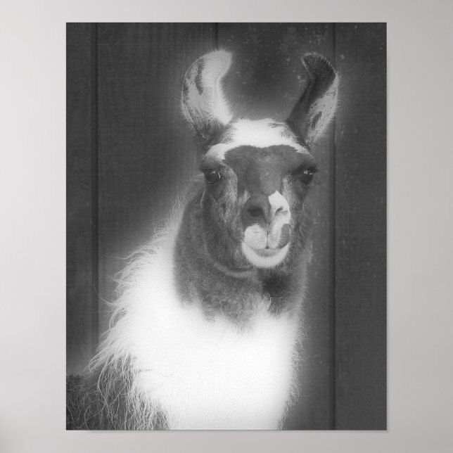 Llama på svarta och vita djur poster (Framsidan)