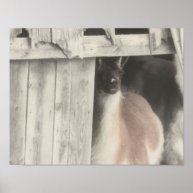 Llama Peeking från Barn Partial Färg Poster (Framsidan)