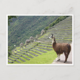 llama peru vykort