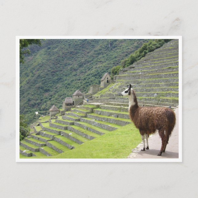 llama peru vykort (Framsida)