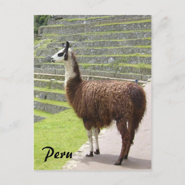 llama peru vykort (Framsida)