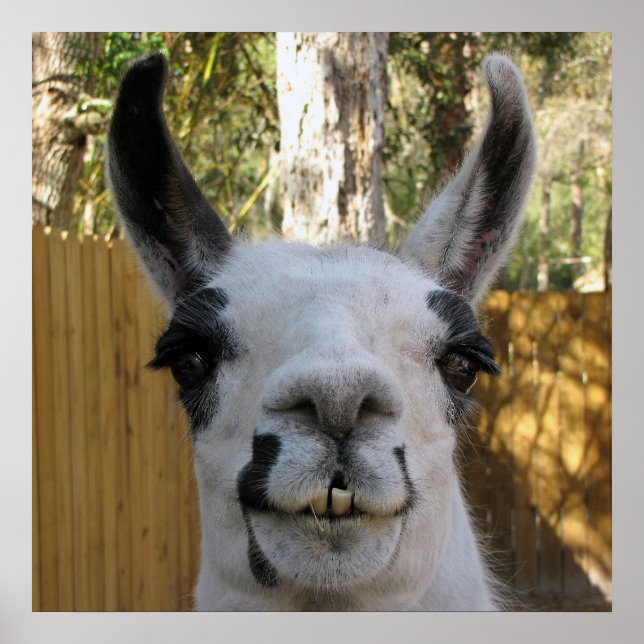 Llama Poster (Framsidan)