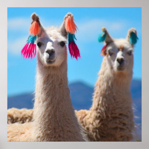 Llama Poster Art