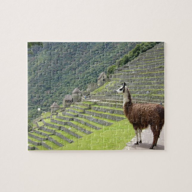 llama pussel (Horisontell)