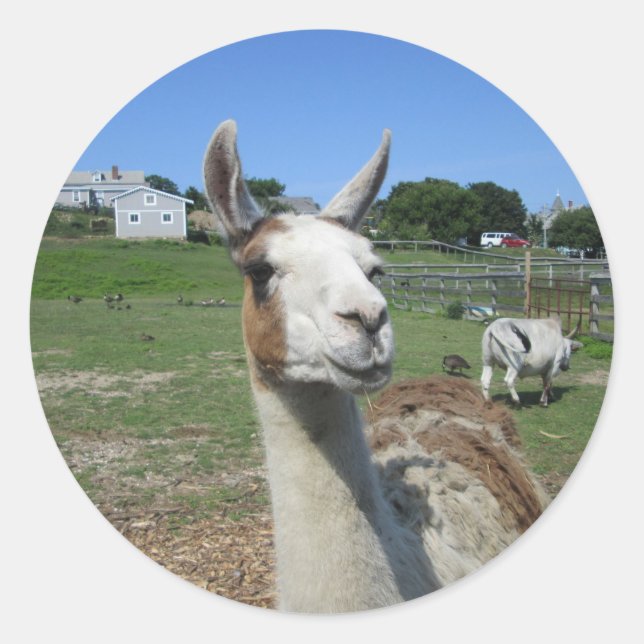 Llama Runt Klistermärke (Framsida)