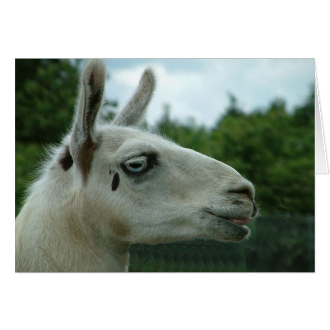 Llama Smiling Hälsningskort (Framsidan Horizontal)