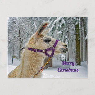 Llama Snö Photo jul Vykort