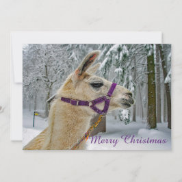 Llama Snö Photo-julklapp Julkort