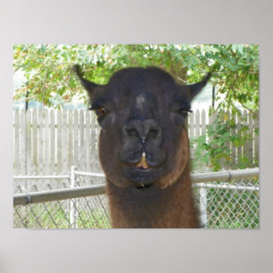Llama som pockar för kamera poster