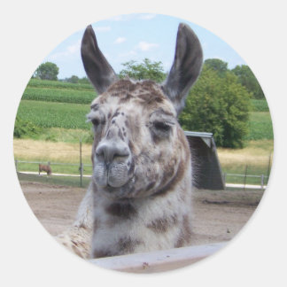 LLAMA STICKER RUNT KLISTERMÄRKE
