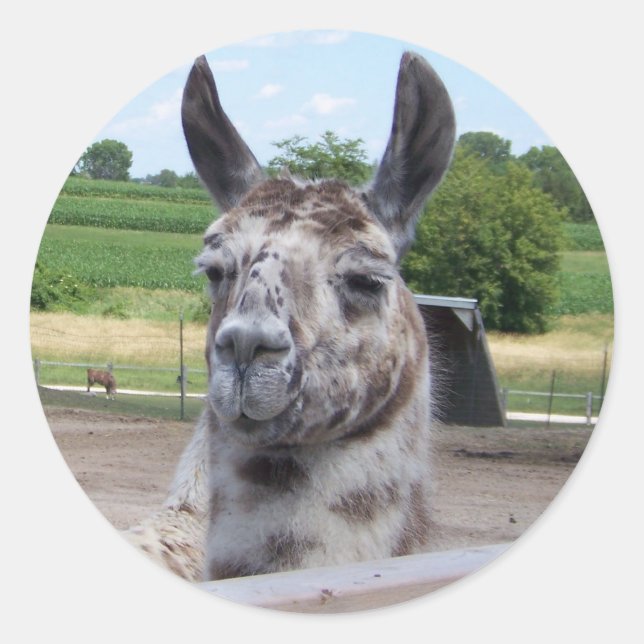 LLAMA STICKER RUNT KLISTERMÄRKE (Framsida)