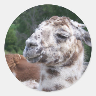 LLAMA STICKER RUNT KLISTERMÄRKE